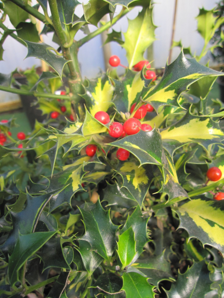 Ilex aquifolium Northern Lights